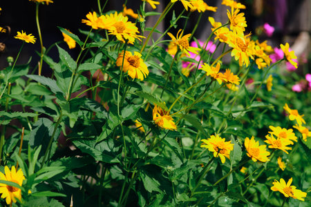 A collection of bright yellow heliopsis flowers is in bloom, with dark green leaves surrounding...