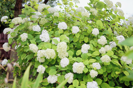 White hydrangeas flourish in a residential garden, creating a flourishing display of blossoms amid...