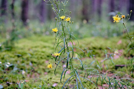 Delicate yellow wildflowers flourish among lush green moss in a peaceful forest setting during...