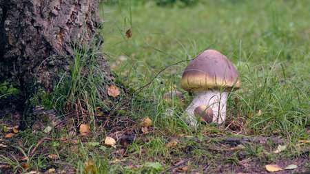 A large mushroom stands next to a tree, surrounded by green grass and fallen leaves, highlighting a serene woodland environment.の写真素材