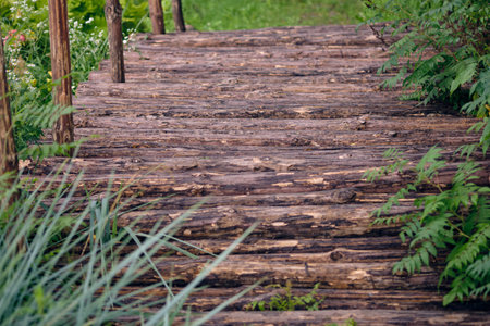 A rustic wooden path leads through vibrant green foliage, creating a peaceful atmosphere perfect for a nature walk.の写真素材