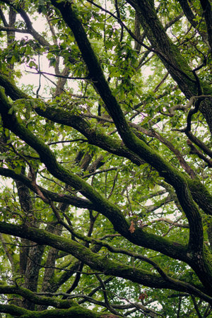Thick, twisting branches of a mature tree stretch across the frame, covered in vibrant green leaves...