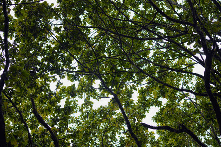 Bright green leaves and branches create a vibrant canopy overhead, filtering sunlight in a peaceful...