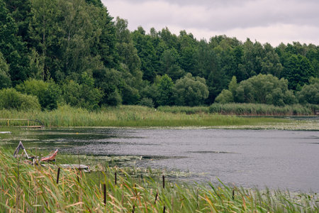 Calm waters reflect trees and vegetation on a peaceful lake, with reeds lining the shore in a tranquil setting.の写真素材