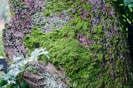 A vibrant display of green moss envelops the rough surface of a large tree trunk in a peaceful...
