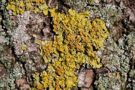 A close up shows light yellow and gray green lichen growing in patches on rough and textured tree bark on a sunny day.の写真素材