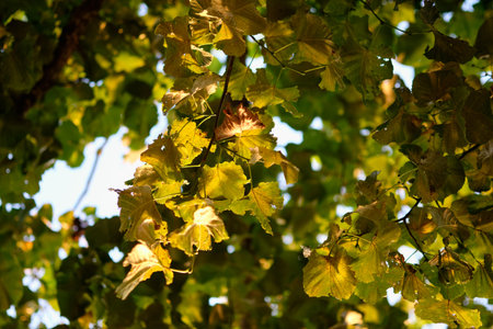 Bathed in warm sunlight, lush green leaves create a beautiful canopy above. The golden hues of...
