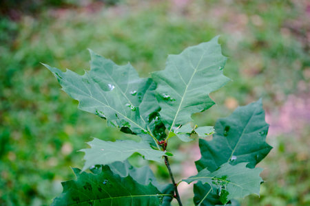 Bright green leaves adorned with raindrops stretch towards the sky, showcasing nature's beauty in a...