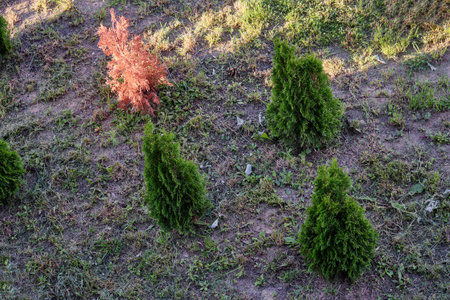 A beautiful garden showcases small evergreen shrubs and a strikingly colored tree, highlighting the...