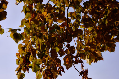 Bright autumn leaves hanging on branches create a beautiful contrast against a clear blue sky in the...