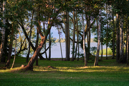 Sunlight filters through the trees onto a grassy lawn. A lake shimmers in the distance, framed by...