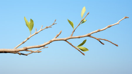 Branch with green leaves on blue sky background, close-upの素材