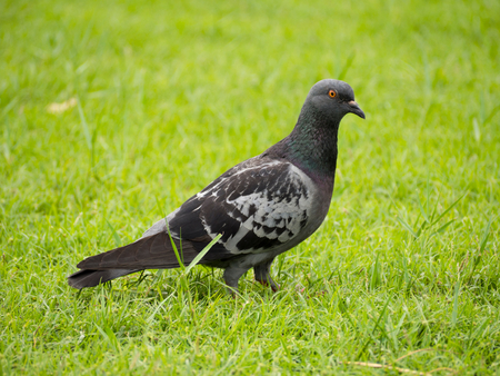 Pigeon seeking for food on the green grassの写真素材