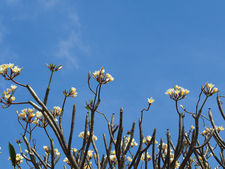 Plumeria tree and blue sky backgroundの写真素材