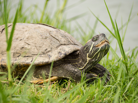 Turtle on green glassの写真素材