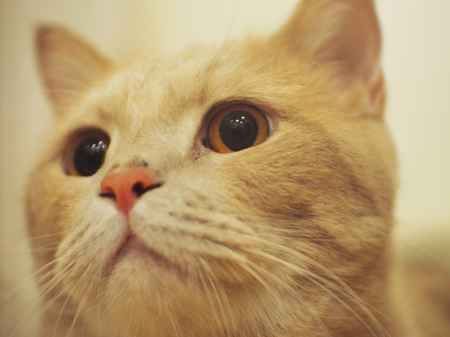 Brown-eyed catの写真素材