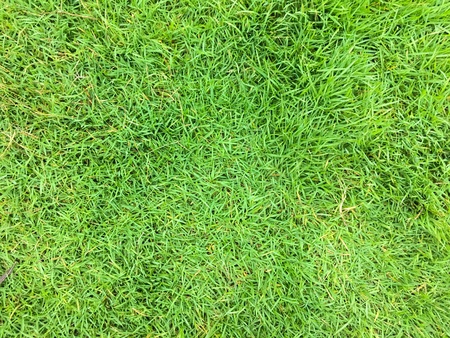 Green fieldの素材