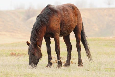 Horse grazing in the steppe, its front legs hobbled.の写真素材