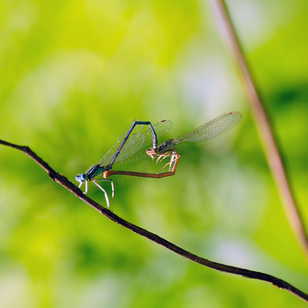 Two dragonflies (dainty bluet) formed a heart for Valentine's Day.