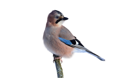 Eurasian jay (Garrulus glandarius) sitting on a branch in a forest (isolated on a white background).の写真素材