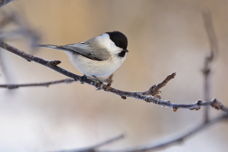 Willow tit (Poecile montanus) sits on a branch of an apple tree (glare in the eye).の写真素材