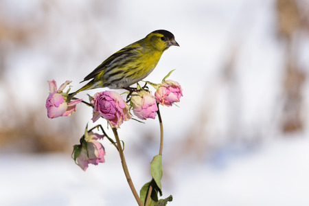 Small eurasian siskin (Spinus spinus) sitting on a rose flower buds.