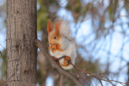 Eurasian red squirrel (sciurus vulgaris) from the Altai gnaws the nut, holding the branch with its hind legs.の写真素材