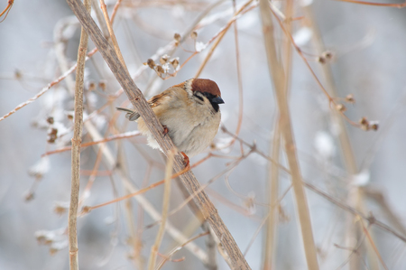 Eurasian tree sparrow (Passer Montanus) sits in the thickets of the bush (background gently blurred by the lens, as painted in watercolor.の写真素材