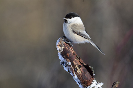 Willow tit (Poecile montanus) with ice crystals on its beak sits on a thick broken branch.の写真素材