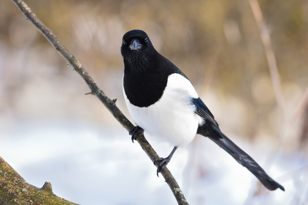 The ferocious look of a eurasian magpie (Pica pica) sitting on a thin branch.の写真素材
