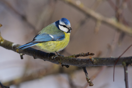 Ruffled eurasian blue tit (Cyanistes caeruleus) sits on a branch of an  tree (sun reflect in eye).の写真素材