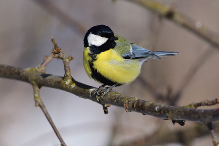 Great tit (Parus major) sits on a branch with a sunflower seed in its paws.の写真素材