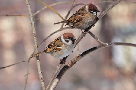 Two eurasian tree sparrows (Passer Montanus) sit side by side: one clean and neat, second dirty and disheveled.の写真素材