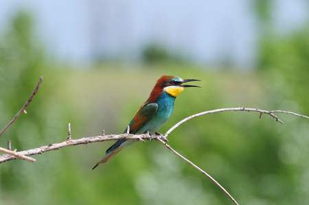 European bee-eater (Merops apiaster) with ruffled feathers on the nape opened its beak (sitting on a thin dry branch).の写真素材