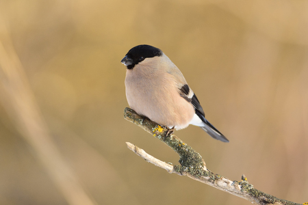 Eurasian (common) bullfinch (Pyrrhula pyrrhula) sits on a forked branch covered with lichen (soft olive background).の写真素材