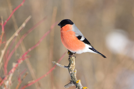 Eurasian (common) bullfinch (Pyrrhula pyrrhula) sits on a protruding branch, looking for food (seeds).の写真素材