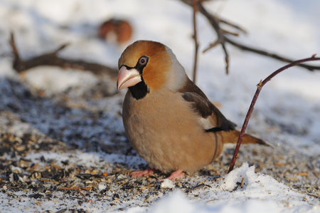 The hawfinch (Coccothraustes coccothraustes) sits on the snow with scattered seeds (bending head, morning sun reflects in eyes).の写真素材