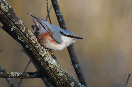 The Eurasian nuthatch or wood nuthatch (Sitta europaea) jumps on a branch with his head down and his tail lifted.の写真素材