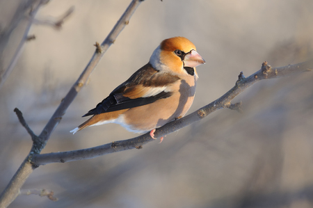 The hawfinch (Coccothraustes coccothraustes) sits on one leg on a branch of a wild apple tree (looks at the rising sun).の写真素材