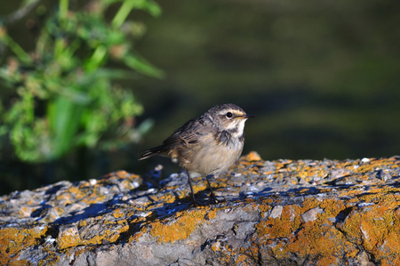 A young bluethroat (Luscinia svecica) sits on a concrete structure covered with lichen.の写真素材