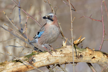 Eurasian jay (Garrulus glandarius) sits on a fallen tree, turning its head.の写真素材