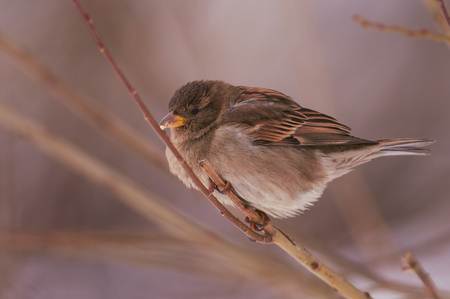 House sparrow (Passer domesticus) sits on a maple tree in its natural habitat.の写真素材
