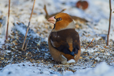 Close-up of hawfinch (Coccothraustes coccothraustes) sitting on scattered sunflower seeds.の写真素材