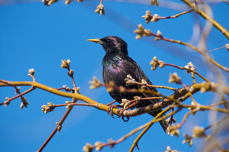Common starling (Sturnus vulgaris) sits on an maple tree branch during the breeding season in the natural habitat.の写真素材