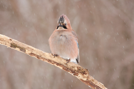Eurasian jay (Garrulus glandarius) sits on a branch in a spectacular pose, as if in a cardinal's hat, under the snow of a beginning blizzard.の写真素材