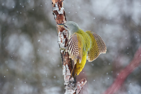 Grey-headed woodpecker (Picus canus) sits on a branch in a threatening pose (spreading its wings).の写真素材