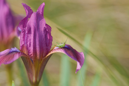 A small green grasshopper (tettigonia viridissima; great green bush-cricket) sits on the petal of a wild iris flower.の写真素材