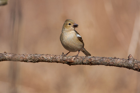 Chaffinch (Fringilla coelebs, female) sits on a larch branch with a seed in its beak.の写真素材