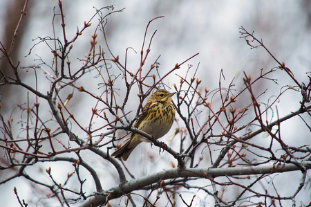 Tree pipit (Anthus trivialis) sits on a tree branch with swollen buds in a forest belt.