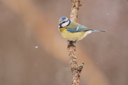 Blue tit (Cyanistes caeruleus) sits on a larch branch in a forest park in spring (snow falls).の写真素材
